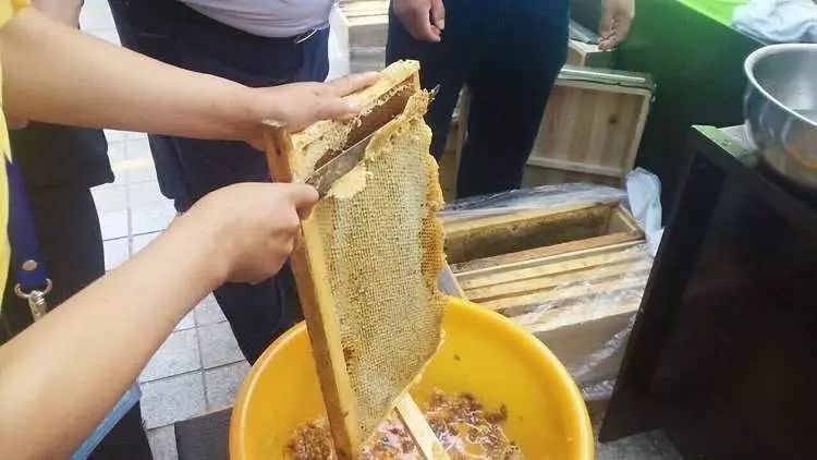 割蜜好還是搖蜜好(搖蜜和割蜜的正確選擇) 割蜜好還是搖蜜好(搖蜜和割蜜的正確選擇)