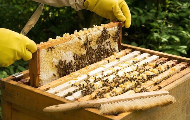 什么是巢礎(chǔ)(巢礎(chǔ)是用什么做的) 什么是巢礎(chǔ)(巢礎(chǔ)是用什么做的)