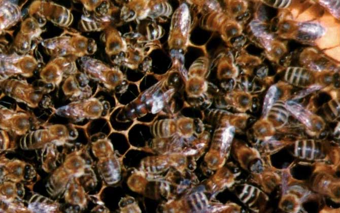 黑蜂有毒嗎(什么是黑蜂) 黑蜂有毒嗎(什么是黑蜂)