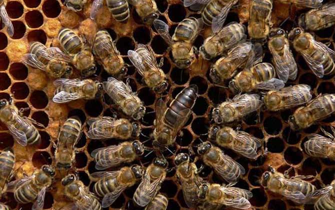 黑蜂有毒嗎(什么是黑蜂) 黑蜂有毒嗎(什么是黑蜂)