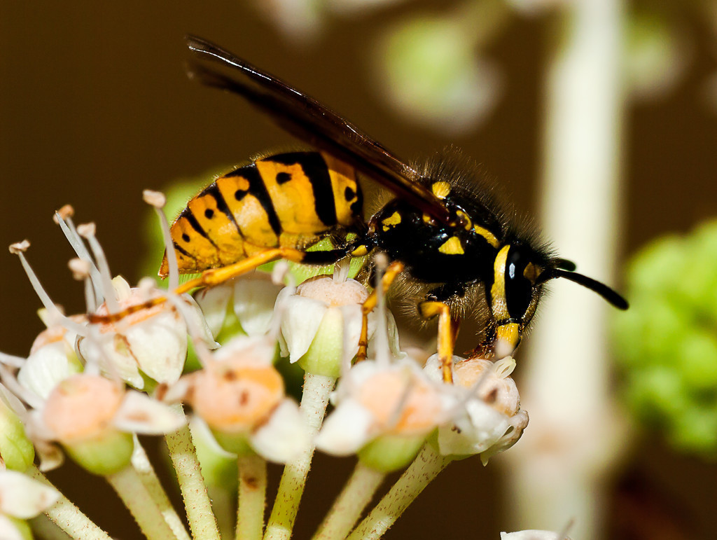 馬蜂是益蟲還是害蟲（養(yǎng)蜂如何防馬蜂）