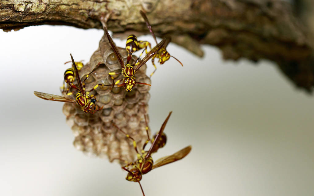 馬蜂是益蟲還是害蟲（養(yǎng)蜂如何防馬蜂）