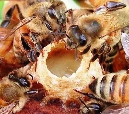 ?工蜂采集花蜜是什么決定的(工蜂是如何從花上采集花蜜的) ?工蜂采集花蜜是什么決定的(工蜂是如何從花上采集花蜜的)