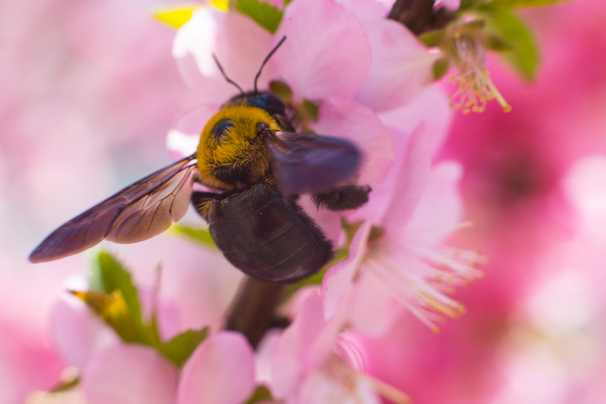 工蜂的工作分別是什么(蜜蜂的工作是什么) 工蜂的工作分別是什么(蜜蜂的工作是什么)