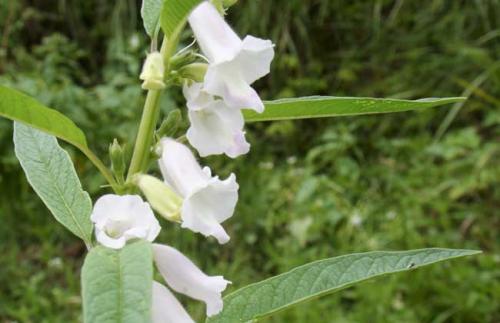 芝麻什么時候開花（秋天有什么蜜源植物）