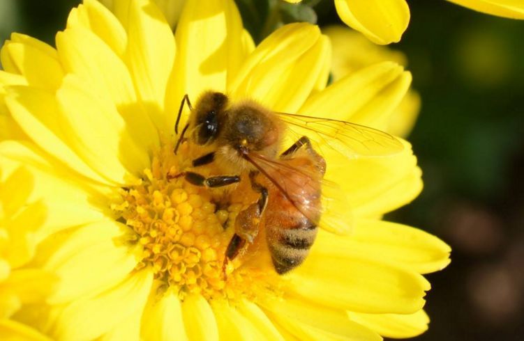 陽臺養蜂如何避光(如何給蜜蜂遮陰) 陽臺養蜂如何避光(如何給蜜蜂遮陰)