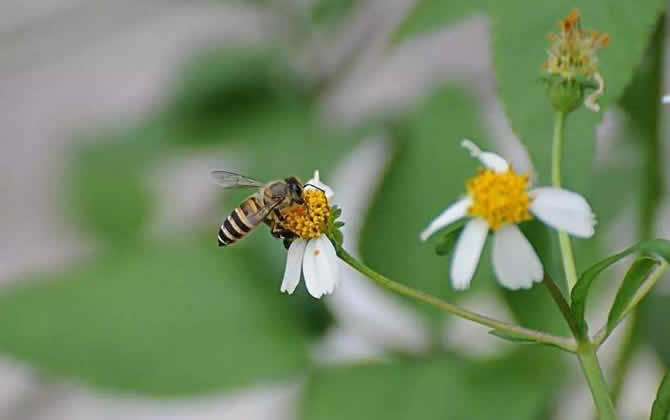 蜜蜂多箱體養殖模式(如何進行多箱體蜜蜂飼養) 蜜蜂多箱體養殖模式(如何進行多箱體蜜蜂飼養)