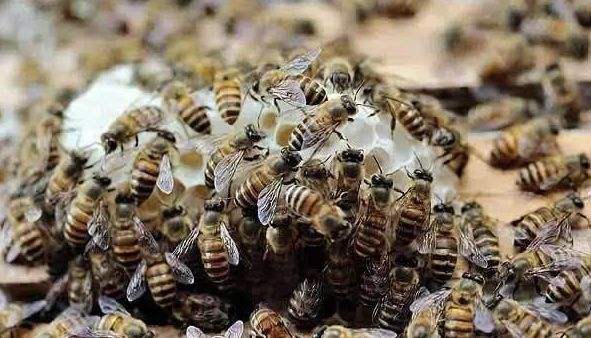 人工分蜂后如何讓蜂群快速繁殖？