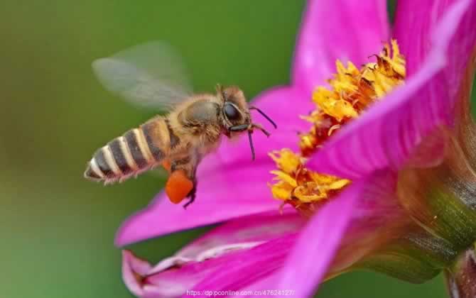 越冬蜂缺蜜怎么辦? 越冬蜂
