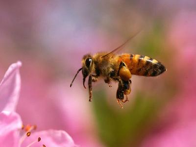 被蜜蜂蜇了不管可以嗎？會不會有怎樣的問題和后果？