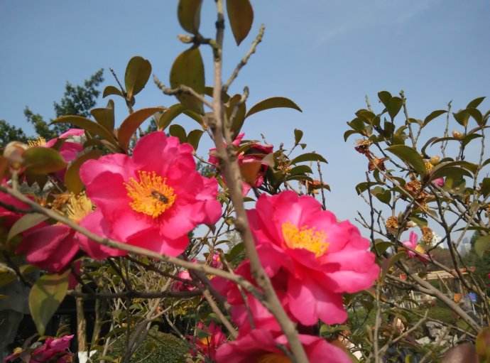 養(yǎng)蜂怎樣防治螞蟻? 養(yǎng)蜂怎樣防治螞蟻?