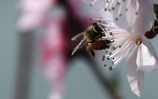一畝大棚養殖多少蜜蜂 一畝大棚養殖多少蜜蜂
