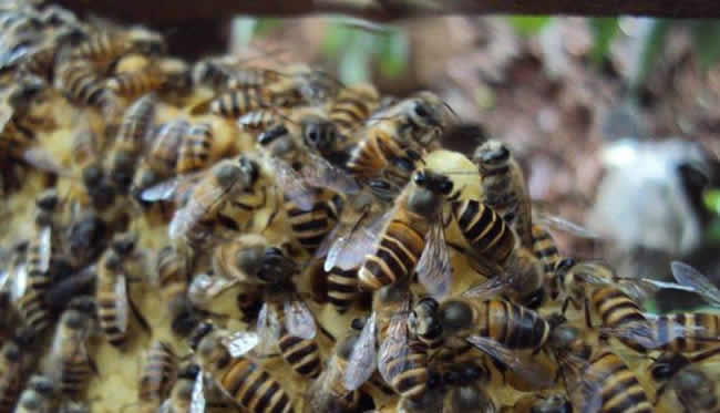 蜜蜂自然分蜂會飛多遠(yuǎn)？