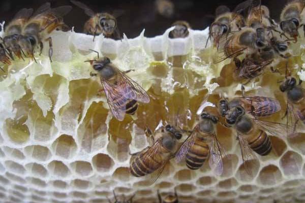 中蜂取蜂蜜的最佳時(shí)間是什么時(shí)候？