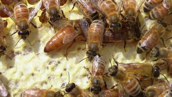 中蜂取蜂蜜的最佳時(shí)間是什么時(shí)候？