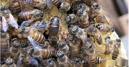 中蜂取蜂蜜的最佳時(shí)間是什么時(shí)候？