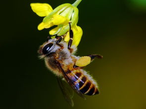蜂王生的工蜂與雄蜂親緣系數(shù)（工蜂為啥從不把雄蜂當(dāng)“爹”）