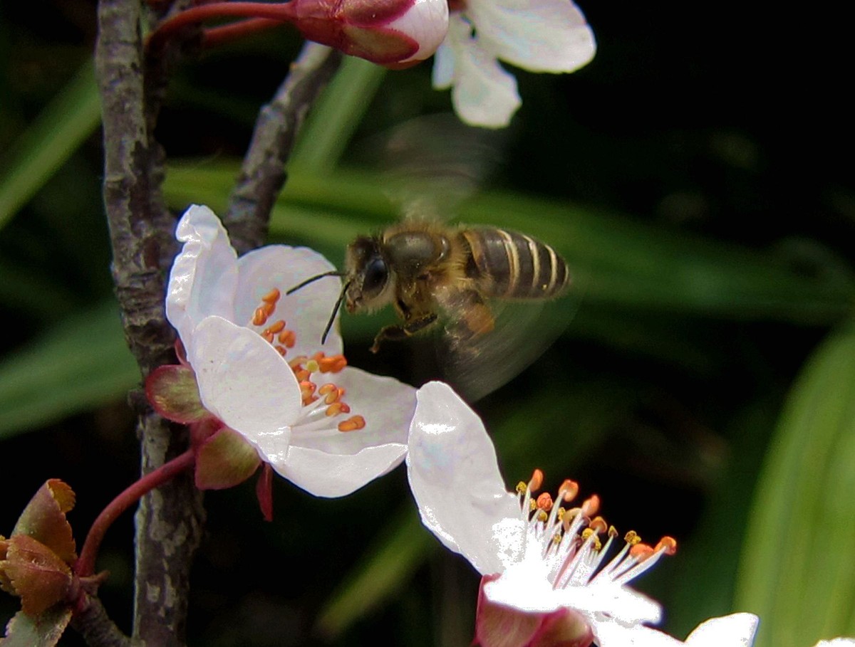 新手養(yǎng)蜂入門需要多少錢(養(yǎng)蜂需要投資多少錢) 新手養(yǎng)蜂入門需要多少錢(養(yǎng)蜂需要投資多少錢)