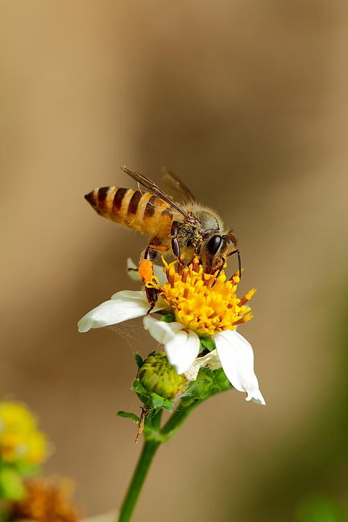 取走蜂蜜對(duì)蜜蜂有影響嗎（蜂蜜被取走了蜜蜂會(huì)餓死嗎？）