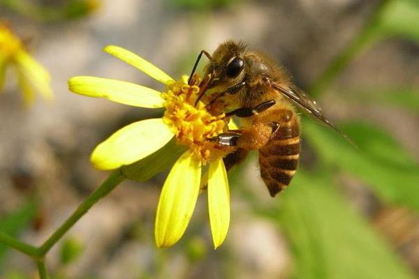 母女雙王能控制工蜂產卵嗎(能抑制工蜂產卵的是蜂王還是幼蟲) 母女雙王能控制工蜂產卵嗎(能抑制工蜂產卵的是蜂王還是幼蟲)