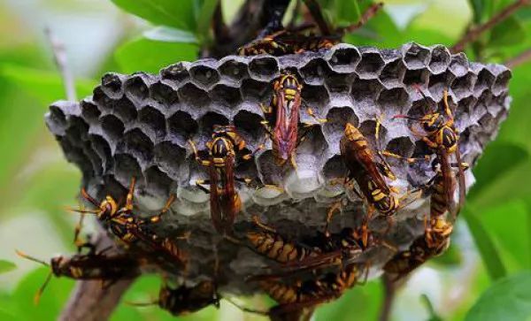 馬蜂蟄了幾個小時算安全(被馬蜂蟄了的危險期時間) 馬蜂蟄了幾個小時算安全(被馬蜂蟄了的危險期時間)