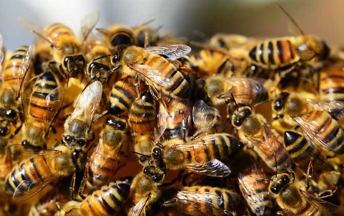 蜜蜂工蜂和雄蜂的區別 蜜蜂工蜂和雄蜂的區別