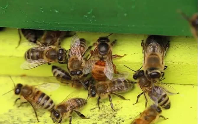 蜜蜂工蜂和雄蜂的區別 蜜蜂工蜂和雄蜂的區別