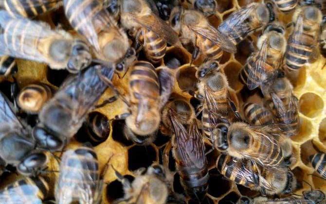 蜜蜂工蜂和雄蜂的區別 蜜蜂工蜂和雄蜂的區別