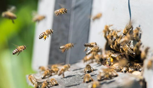 蜜蜂什么時候繁殖快（蜜蜂繁殖季節是什么時候）