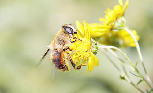 蜜蜂分幾種類型的蜂？(帶你認(rèn)識蜜蜂品種)