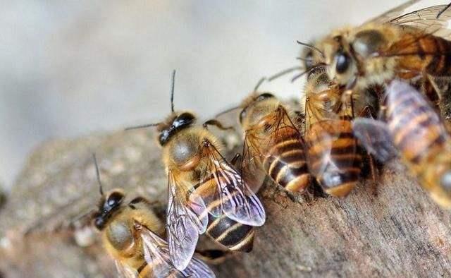 蜂群出現(xiàn)雄蜂要多久會(huì)自然分蜂（蜜蜂起雄蜂是不是就要分蜂）