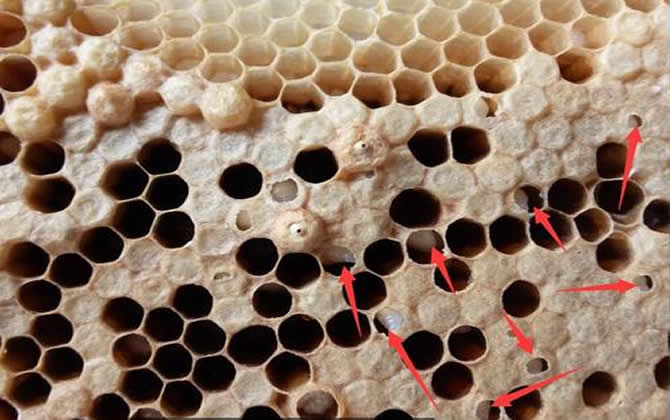 囊狀幼蟲病治療方法 囊狀幼蟲病