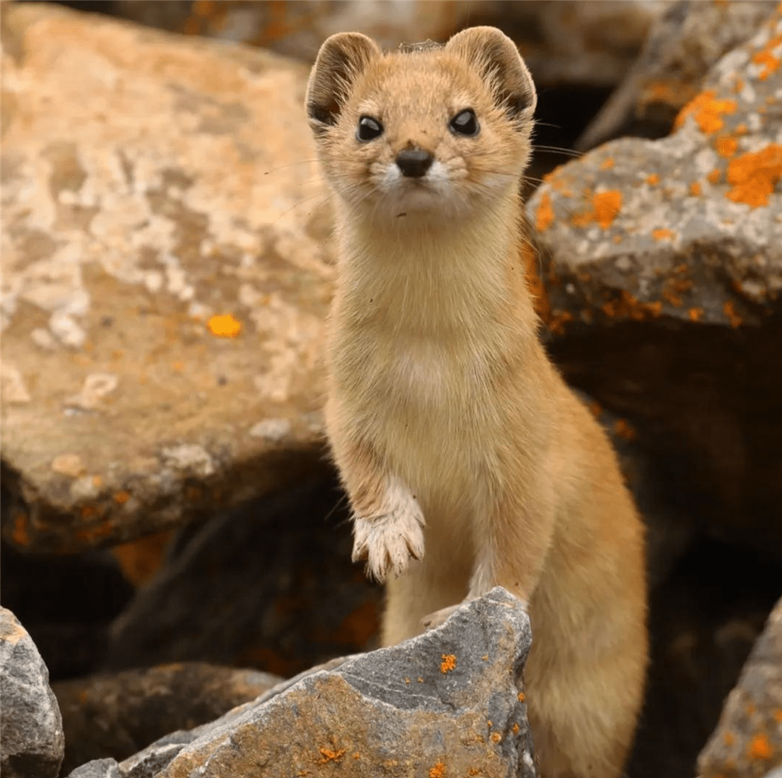 新疆帕米爾高原發(fā)現(xiàn)香鼬，不足1斤，敢捕食比自己重100倍的盤(pán)羊