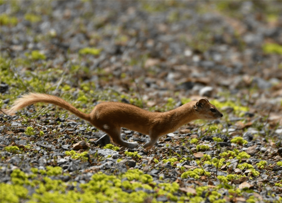 新疆帕米爾高原發(fā)現(xiàn)香鼬，不足1斤，敢捕食比自己重100倍的盤(pán)羊