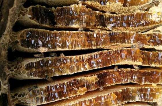 養(yǎng)野蜂的技巧與注意事項(xiàng)（養(yǎng)野蜂怎么養(yǎng)）