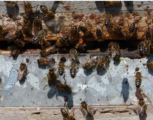 阿壩中蜂怎么過冬要飼喂嗎(蜜蜂越冬飼料需要加入什么) 阿壩中蜂怎么過冬要飼喂嗎(蜜蜂越冬飼料需要加入什么)