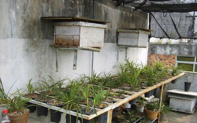 陽臺養蜂 陽臺養蜂