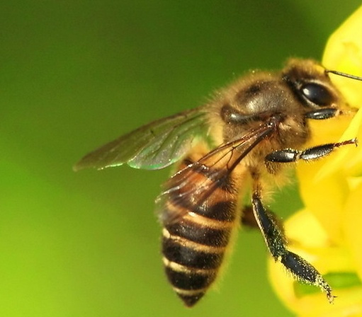 甘肅省哪里產阿壩中蜂（你聽說過阿壩中蜂嗎，它“神”在哪里，你那里可以養嗎）