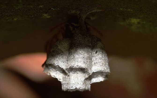 野生馬蜂怎么過冬（馬蜂是怎樣度過冬天的？）