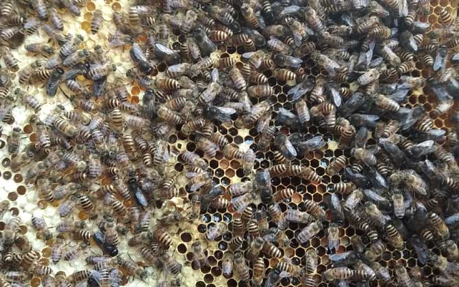 越冬蜂什么時間喂糖效果好? 越冬蜂