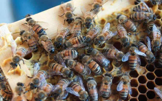 越冬蜂什么時間喂糖效果好? 越冬蜂