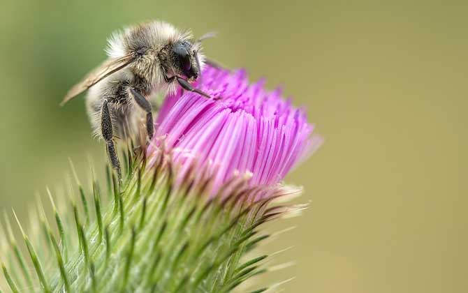 越冬蜂什么時間喂糖效果好? 越冬蜂