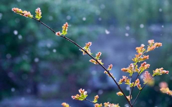 蜂群發(fā)展過弱怎么辦? 蜂群發(fā)展過弱怎么辦?