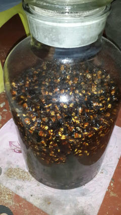 胡蜂酒的功效與作用(胡蜂酒有哪幾種功效) 胡蜂酒的功效與作用(胡蜂酒有哪幾種功效)