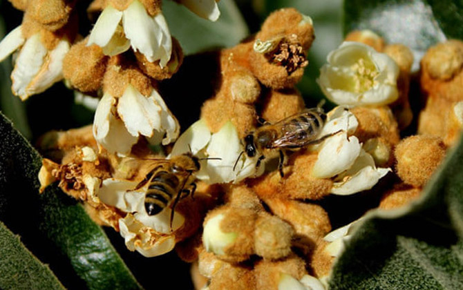 什么是枇杷蜜(枇杷蜜介紹) 什么是枇杷蜜(枇杷蜜介紹)