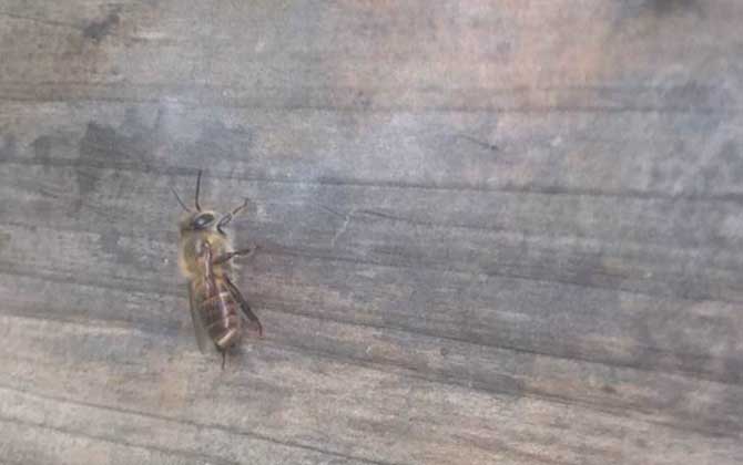 土蜂和洋蜂有什么區別(土蜂和洋蜂的對比) 土蜂和洋蜂有什么區別(土蜂和洋蜂的對比)