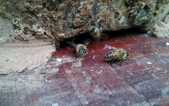 土蜂和洋蜂有什么區別(土蜂和洋蜂的對比) 土蜂和洋蜂有什么區別(土蜂和洋蜂的對比)