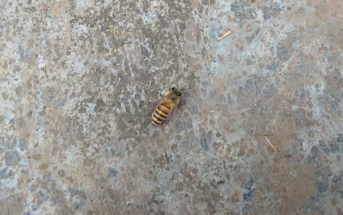 土蜂和洋蜂有什么區別(土蜂和洋蜂的對比) 土蜂和洋蜂有什么區別(土蜂和洋蜂的對比)