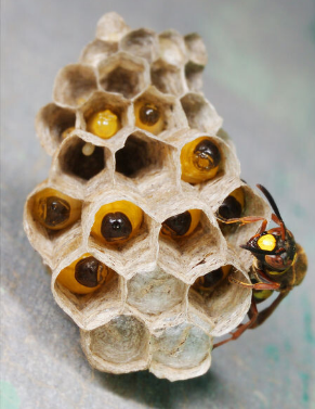中國大虎頭蜂的生活環境(胡蜂的生活環境) 中國大虎頭蜂的生活環境(胡蜂的生活環境)