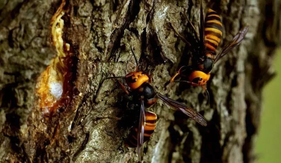 胡蜂飛行速度一小時多少公里(胡蜂飛行速度是多少) 胡蜂飛行速度一小時多少公里(胡蜂飛行速度是多少)